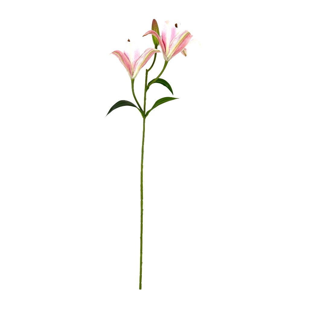 Azucena Beauty 60cm