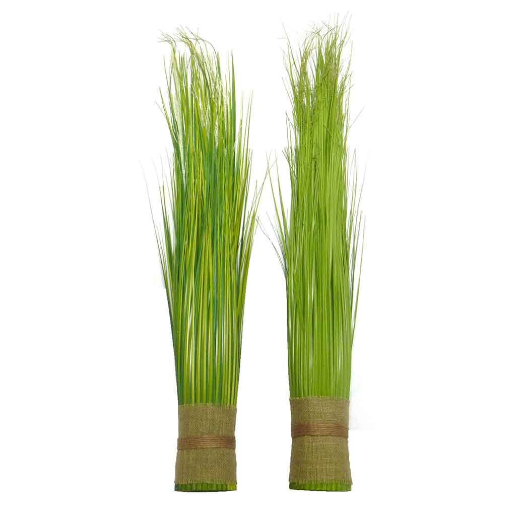 Arbusto De Cebolla 1.5M/4.5Ft