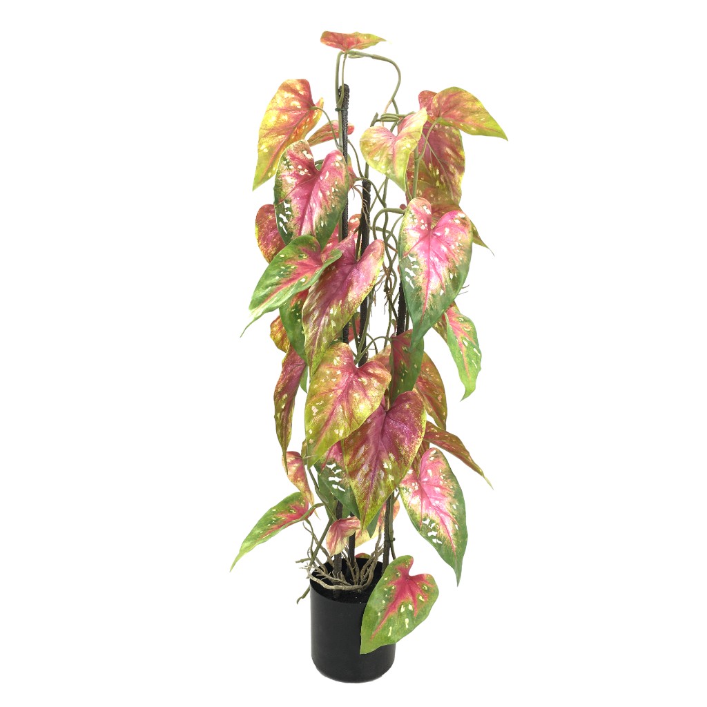 Filodendro Verde Con Manchas Rojas En Maceta 80Cm