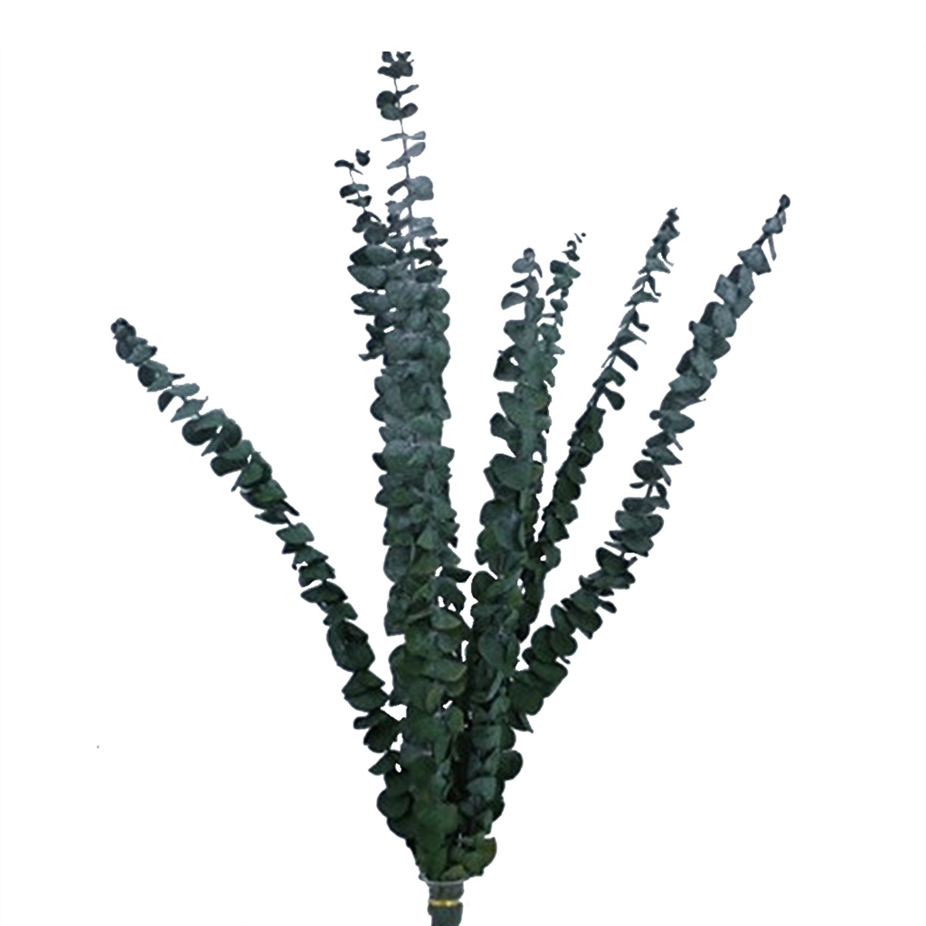 Eucalipto Verde 75Gr 75Cm